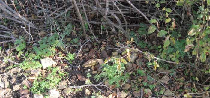 Taken in my own yard in mid-November. These new poison hemlock seedlings germinated from seeds dropped by parents across the fence. The poison oak is also creeping across.