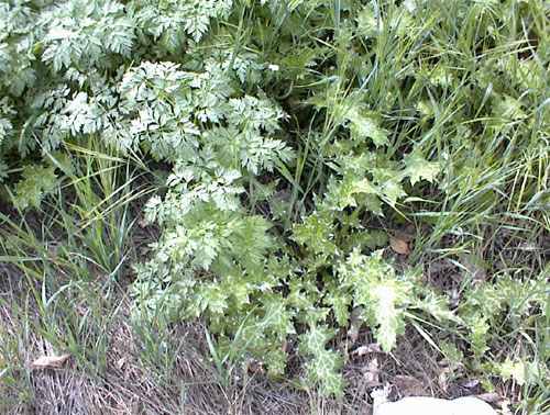 One of its best friends is milk thistle, with its beautiful milky veins in its large and prickly leaves. Taken in my back yard.