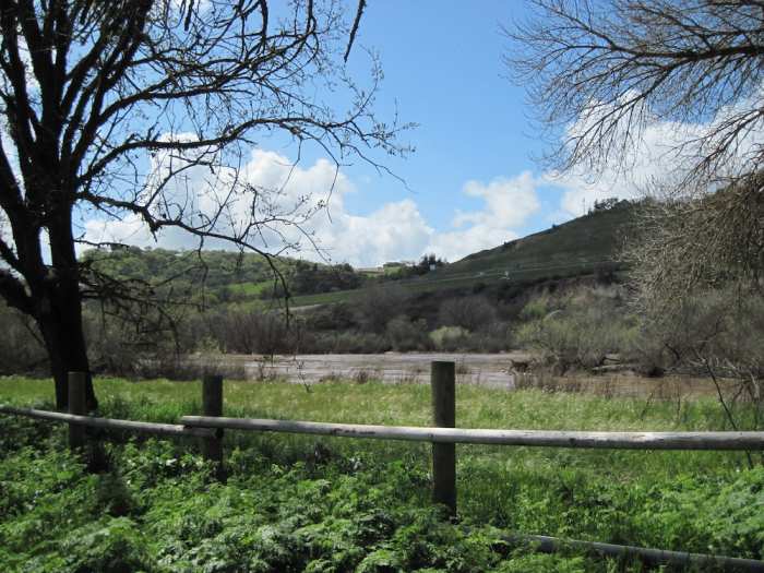 Taken at Lawrence Moore Park, Paso Robles. Here the poison hemlock grows along the fence by the Salinas River.