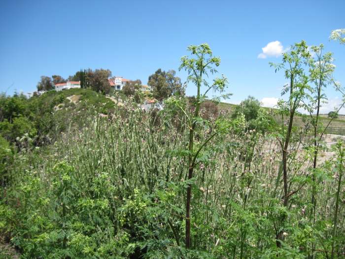 This scene from my garden area May 30 shows what can happen after lots of rain if you don't get the weeds right away. Fortunately my husband hired someone to help so we could have a garden that year. Click to see the purple thistle flowers enlarged.