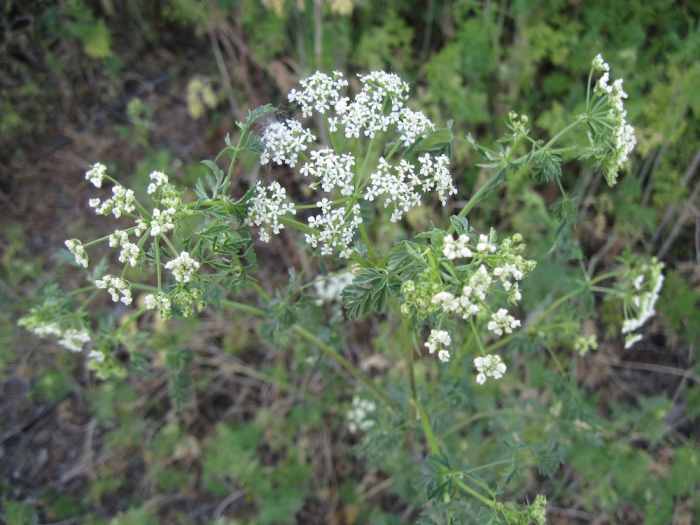 Poison hemlock is easiest to recognize when it's blooming, as it is in this picture, during spring and summer. The white flower clusters appear as upside-down umbrellas. Click to enlarge pictures.