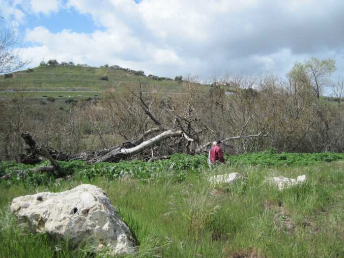 Taken at Lawrence Moore Park, Paso Robles. Although the poison hemlock here is thigh high on this couple walking on the path next to it, in a few weeks it will be taller than the people.