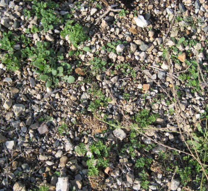 I hope you will recognize the frilly, fern-like poison hemlock here, as opposed to the broader leaf wild mustard seedlings. You will notice the poison hemlock seedlings look a lot like parsley, with which you might confuse it.