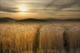 This is a wheat field about to be harvested, it looks like that it will produce plenty of wheat this season, if the entire field is the same as we see it in this photo.