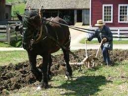 This is a one horse drawn plough with man constantly holding plough in the right position. In our farms we had two horses to pull the plough. With two horses we would be able to plough one acre of land in one day.