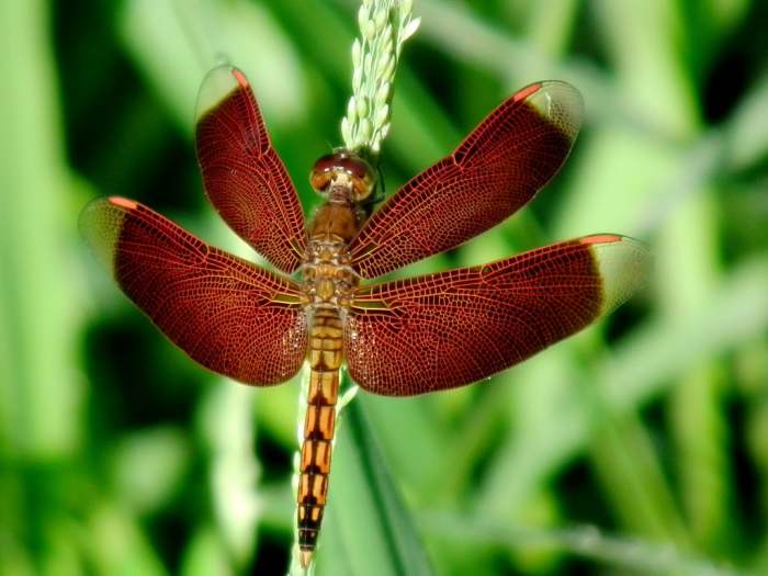 The beautiful wings of this dragonfly contrast well against its green backdrop. Click on the image to display a larger image.