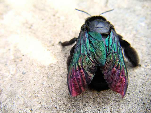 Iridescent wings are displayed beautifully and contrast well against the black of the insect's body. The texture of the wings of this particular insect is very unusual.