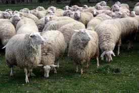 A small flock of sheep grazing, similar to the sheep I had to mind when I was young. I had to take the sheep out in our fiends and make sure that they did not go in somebody else fields and also keep them away from fields that steel had a crop.