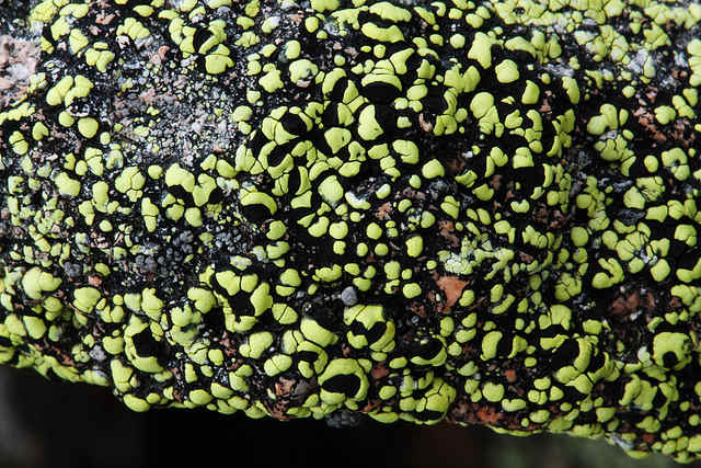 This looks almost alien! Rhizocarpon geographicum which is a fluorescent yellow lichen in bright light changing colour to greenish-yellow to Fluorescent green as the light fades.