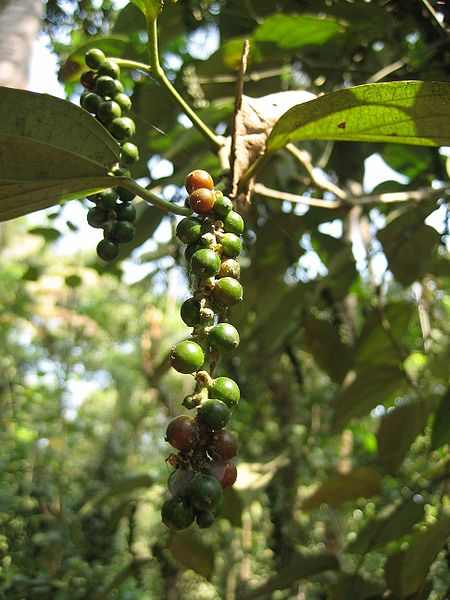 benefits-of-black-pepper