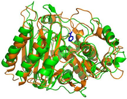 Beta-lactamase. Enzymes are globular protein - clearly visible are the secondary (loops and pleats) and tertiary structures (3d shape)