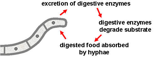 Fungi use extracellular digestion. Vesicles at the tip of the fungal hyphae release digestive enzymes onto the food source. The soup of nutrients is absorbed through the cell wall of the fungus