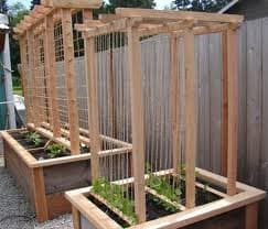 Snap Pea Trellis Ideal. Build simple wood frames with twine on them that your snap peas can grow up and over letting them produce more peas and letting you pick your peas easier.