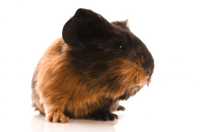 Decide if you are willing to be a guinea pig in an uncontrolled GMO food experiment that is today's food industry.