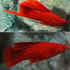 Red swordtails, like this hybrid species, shown in the photo, can brighten up any freshwater aquarium. It is a good fish type to introduce along with their close cousin the platy, as well as adding a few black mollies.