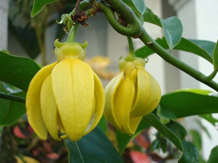 Since the goddesses rewarded the ylang-ylang tree the gift to flower, the former flowerless tree now bears beautiful, fragrant flowers.