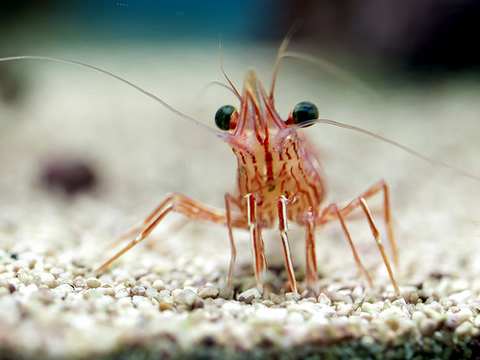 Filipino folktale about the war between the crabs and sea waves starring the crabs, the sea waves and the shrimp.
