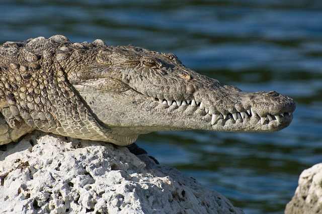 American crocodile. Alligators are common throughout Florida, but crocodiles can only be found at the southernmost tip of the state. Florida is the only place where crocodiles and alligators can be found living side by side.