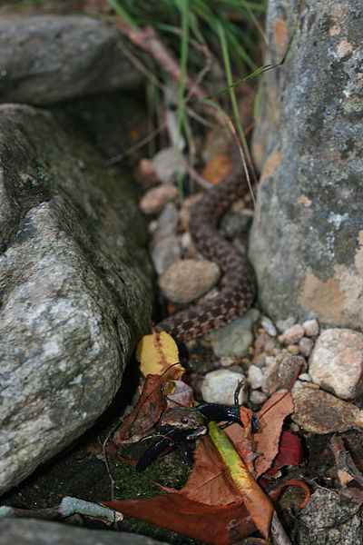 North American Brown Snake eating, Photo by Brandon Dempster, This work is licensed under the Creative Commons Attribution-ShareAlike 3.0 License.