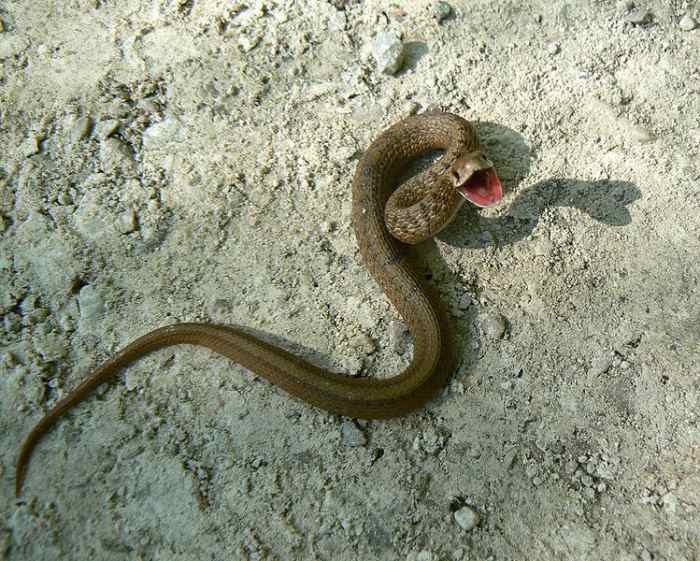 A North American Brown Snake, Photo by Benny Mazur from Toledo, OH, This file is licensed under the Creative Commons Attribution 2.0 Generic license.