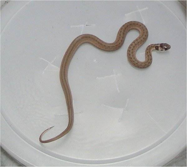 Eastern Brown Snake, Photo by LA Dawson, This file is licensed under the Creative Commons Attribution-Share Alike 2.5 Generic license.