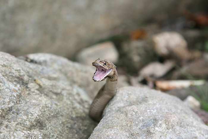 North American Brown Snake, Photo by Brandon Dempster, This work is licensed under the Creative Commons Attribution-ShareAlike 3.0 License.