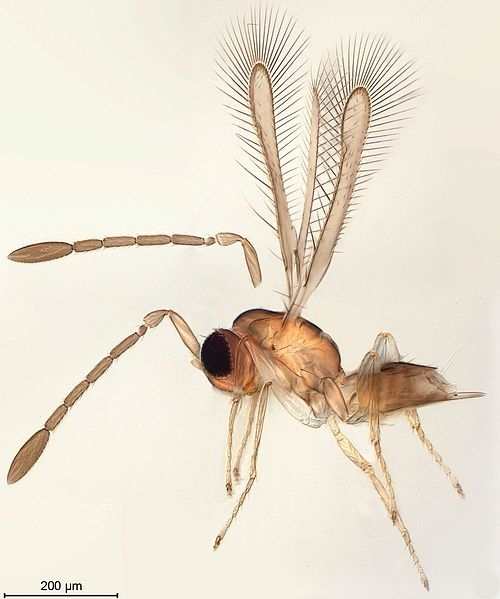 Image 2. A one-millimeter-long Mymar dimidiatus wasp (fairyfly). Still five times larger than megaphragma mymaripenne.