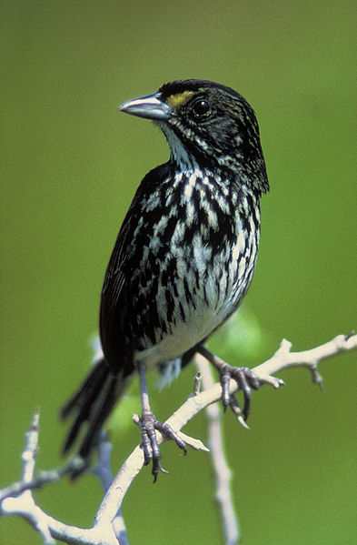 The Dusky Seasside Sparrow fell victim to DDT poisoning and habitat loss which claimed it for extinction in 1987.