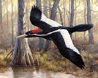 America's largest woodpecker, the Ivory-Billed Woodpecker, went extinct in 1944 due to logging and habitat loss but some claim it still exists...