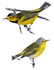 Habitat loss is what made America's smallest warbler, the Bachman's Warbler, go extinct. The last one of these birds left alive was sighted as recently as 1961. Could it still be out there?