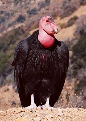 This California Condor lives wild and free after intense conservation efforts. Slated for extinction in the 1980s these birds have fought hard to reclaim their place on the planet.