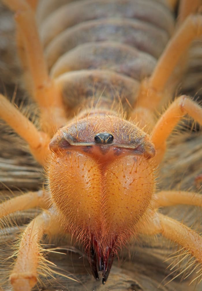 Bizarre in appearance, but rather ordinary in behavior, the solpugid is no horror story. Rather, it is a unique desert icon.