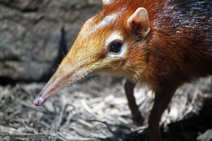 Elephant shrews make little runways in the dirt so that they can easily escape predation by following their own designated trails.