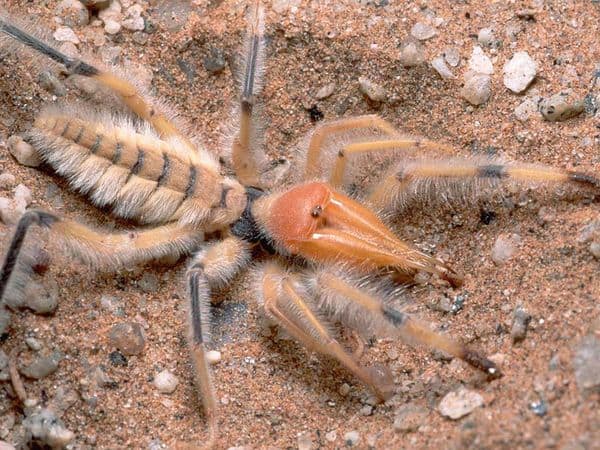 Without venom to fall back on, the camel spider relies on the muscle of its mandibles and the swiftness of movement to catch food.