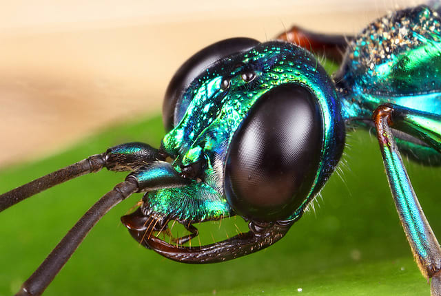 The beautiful, dainty appearance of the Ampulex compressa is a startlingly good coverup for one of the creepiest types of parasites around.