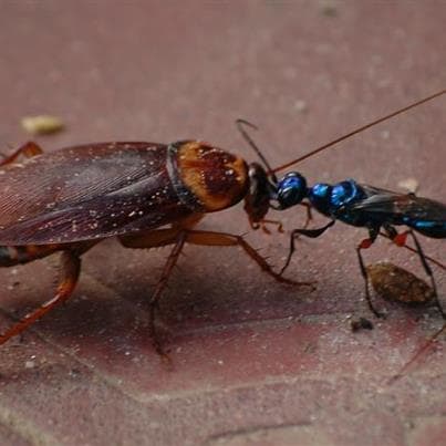 Seen here is the female jewel wasp leading a cockroach back to her place, where she will make sweet, sweet terror to it. All's fair in love and war, right?