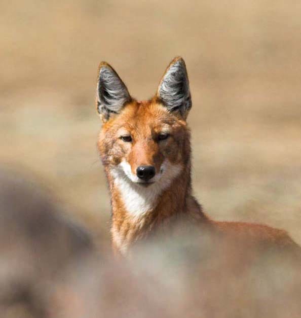 The sly grin and sharp angles of the Ethiopian wolf are almost coyote-like, but there is no immediate relation.