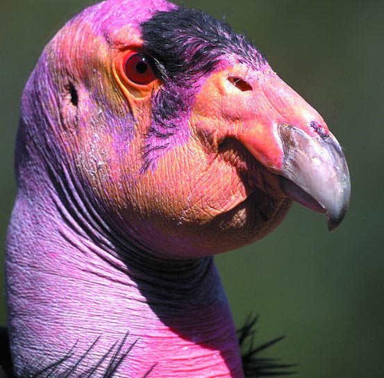This picture of a California Condor show its distinctive bald head.