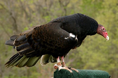 Turkey vultures have a face only a mother could love but become graceful and beautiful when they take to the air. They are also known as Turkey Buzzards.