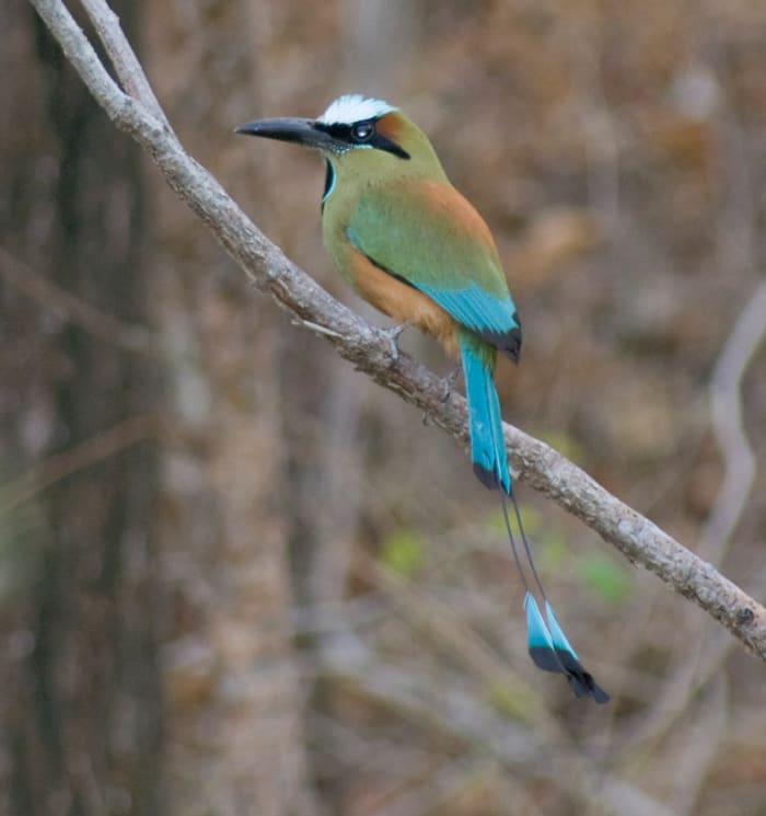 While you are on the beach, it is likely that you will see a Torquoise-browed Motmot hanging around. They like to live in burrows in dirt banks or steep hillsides that are commonly found along the ocean. They can also be found in the inland.