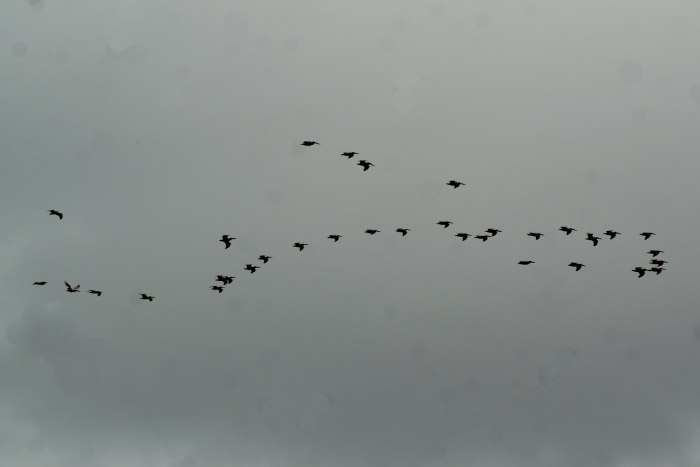 A group of pelicans is called a pod. This group was flying across Playa Largato, near Tamarindo.