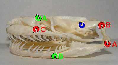 The skull of a Burmese python has many mobile joints. Joints marked in red are highly mobile, while those marked in green are somewhat mobile.