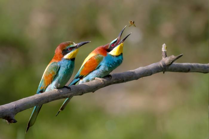 European Bee-eater, public domain image found on Wikimedia Commons.