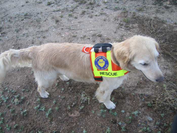 A Search & Rescue dog named Inspector Gadget. Gadget is an area search dog with the search and rescue unit based in Flagstaff, AZ.