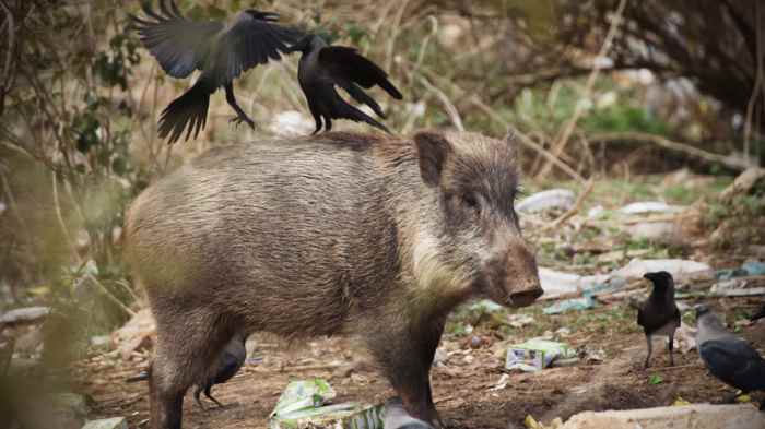 K2 and us would run into wild boars from plantations in the planes to the woodlands of sub-Himalayas.