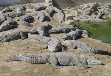 I will be very careful letting K2 get close to water bodies inhabited by American alligator or by marsh or mugger crocodiles.shown here.