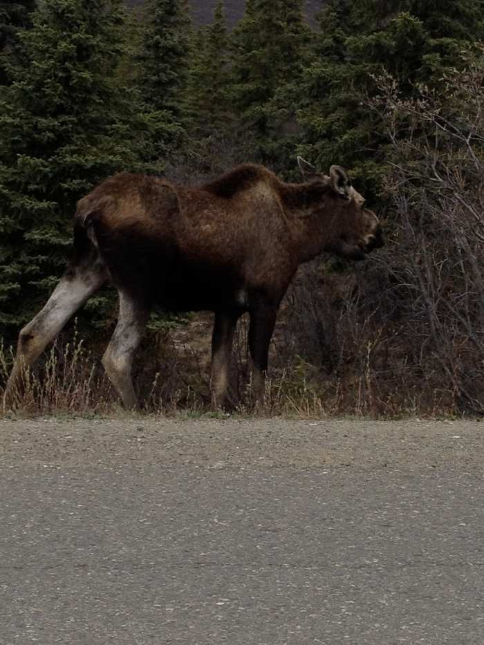 My bucket list has been punched. Before going to Alaska I had said my trip would not be complete without seeing a real live Moose in the wild. This one was running down the road and decided to stop for a bite to eat.