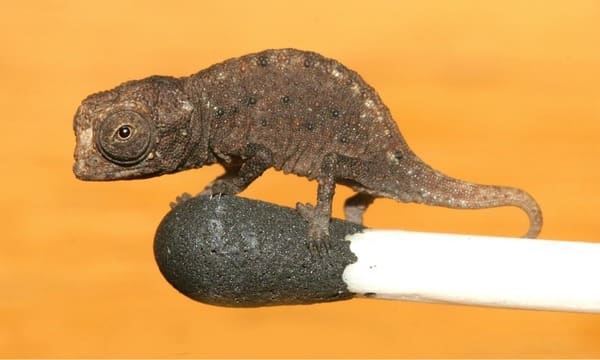 This dwarf chameleon from Madagascar is one of the world's smallest lizard. This juvenile can sit comfortably on a match head.