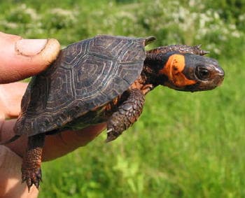 The Bog Turtle of North America is the smallest true turtle - growing only a little more than 4 inches in length.