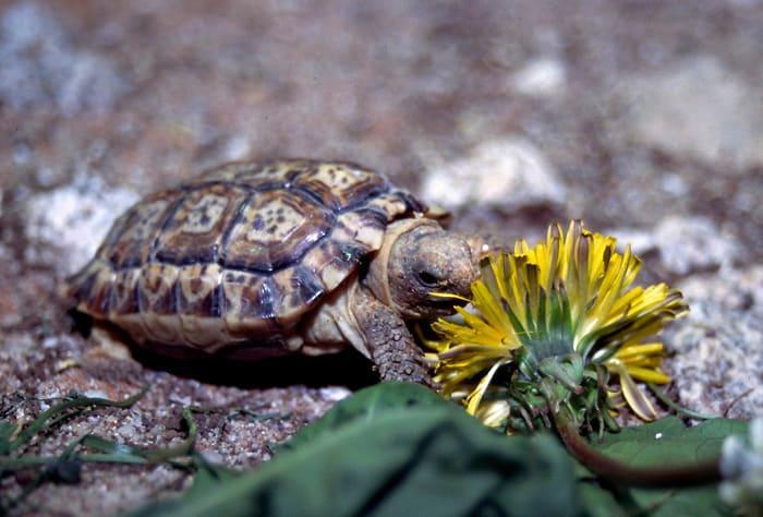 The speckled padloper tortoise is the smallest tortoise in the world with males reaching 3 inches and females reaching four inches at full maturity.